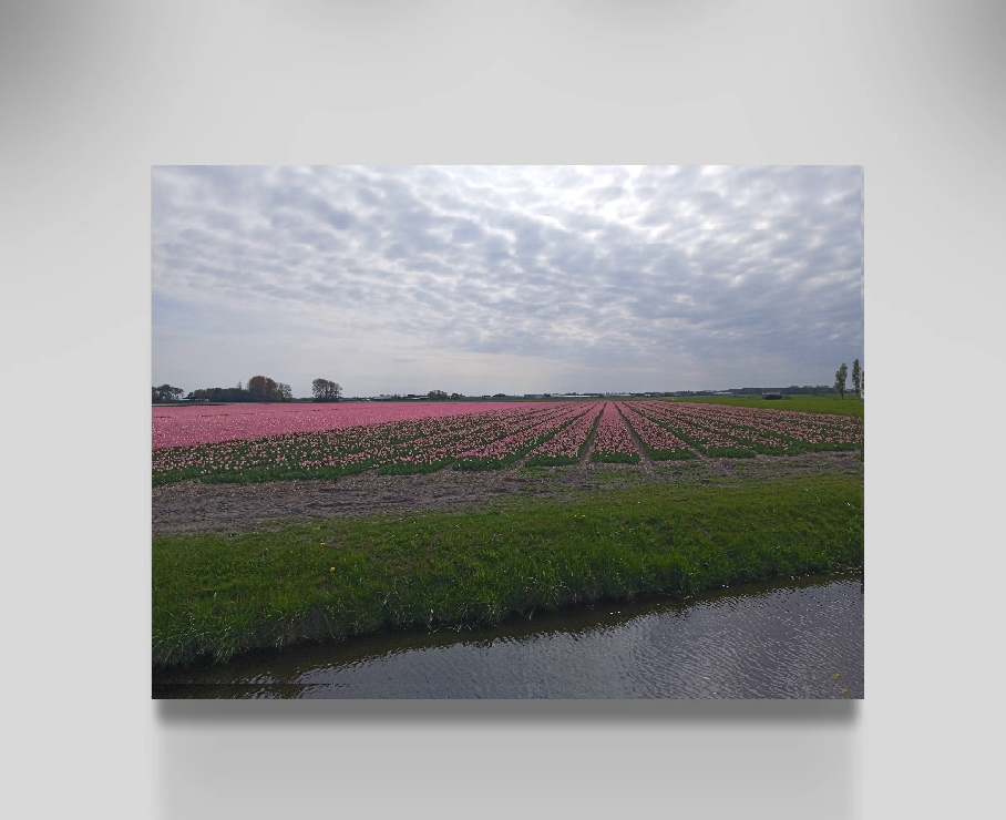 Flovers flow Nordwijk